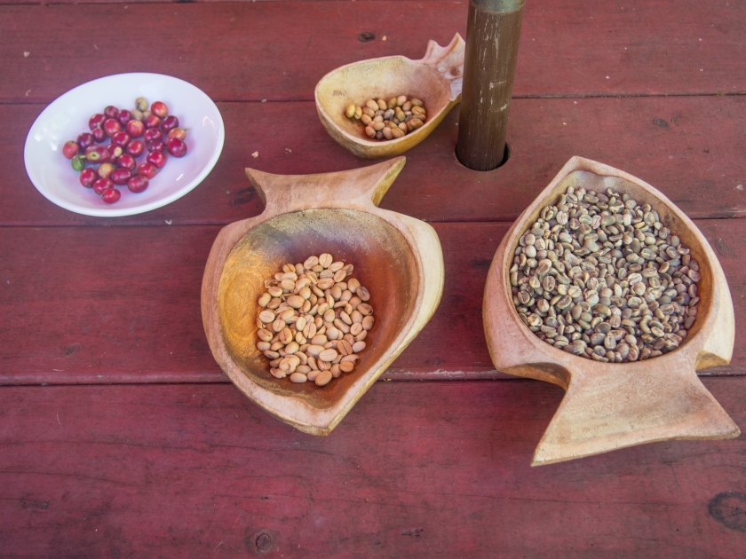 Stages of coffee prodcution, from berries to raw beans.