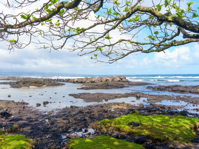 Tranquil Hawaiian seascape, framed by tree branches, with sky reflections in water pools along the land.