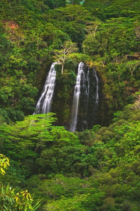 ʻŌpaekaʻa Falls, a waterfall located on the ʻŌpaekaʻa Stream in Wailua River State Park on the eastern side of the island of Kauai, Hawaii, United States.