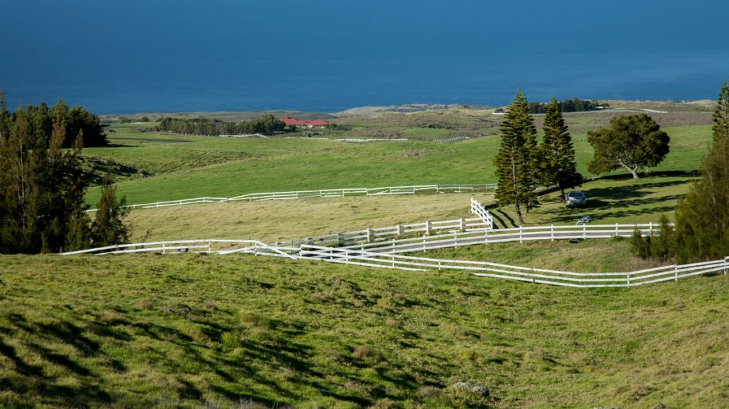 View of the parker cattle ranch on the north shore of the Big Island, Hawaii