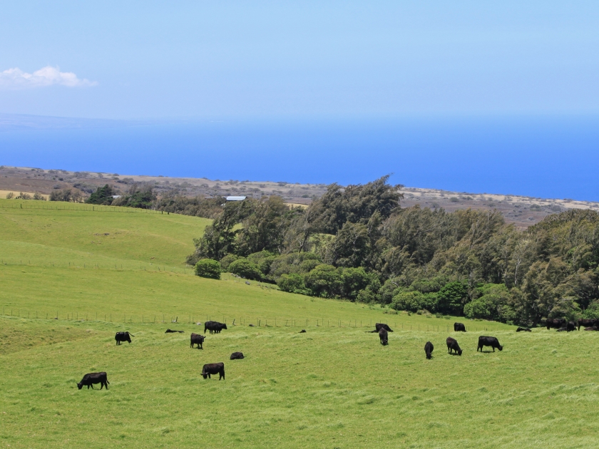 Look to the black cattle raised on the emerald green hills and pastures surrounding Waimea countryside Big Island, Hawaii with the pacific ocean in blurred background