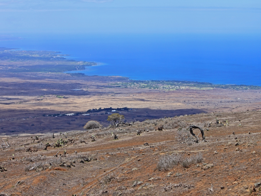 Panoramic view from the border of Koai'a Tree Sanctuary-a preserve along Kohala Mountain Road,area of native trees with twisting and gnarling branches-down to the Pacific Ocean in blurred background