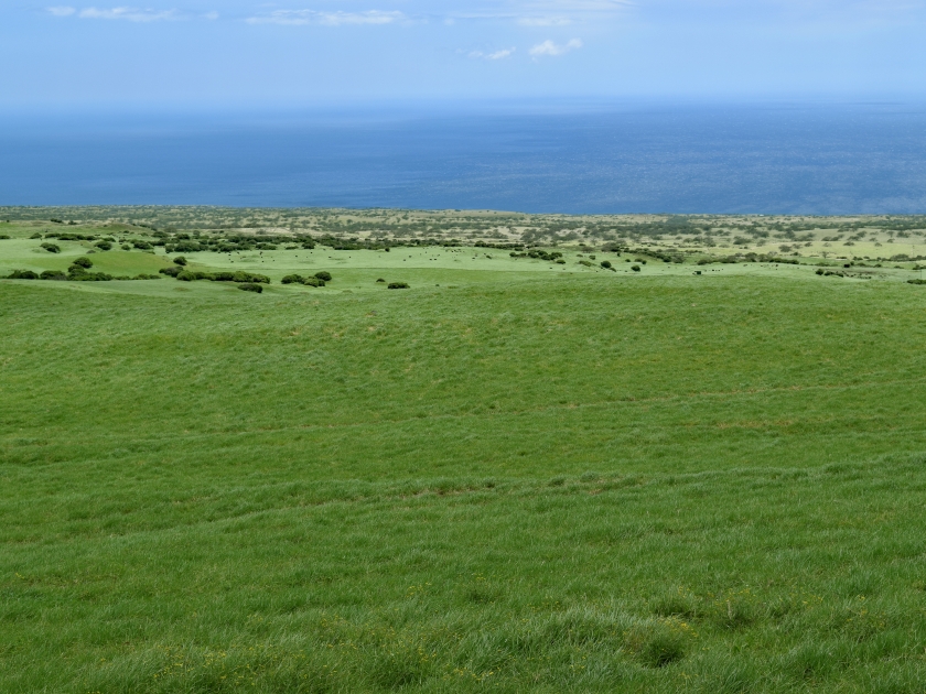 vast green pastures at Parker ranch in Waimea meetin the ocean at the horizon, Big Island, Hawaii