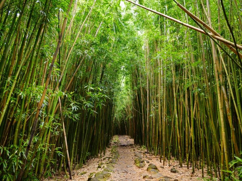 Path through dense bamboo forest, leading to famous Waimoku Falls. Popular Pipiwai trail in Haleakala National Park on Maui, Hawaii, USA