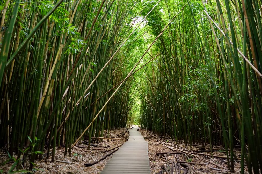 Path through dense bamboo forest, leading to famous Waimoku Falls. Popular Pipiwai trail in Haleakala National Park on Maui, Hawaii, USA