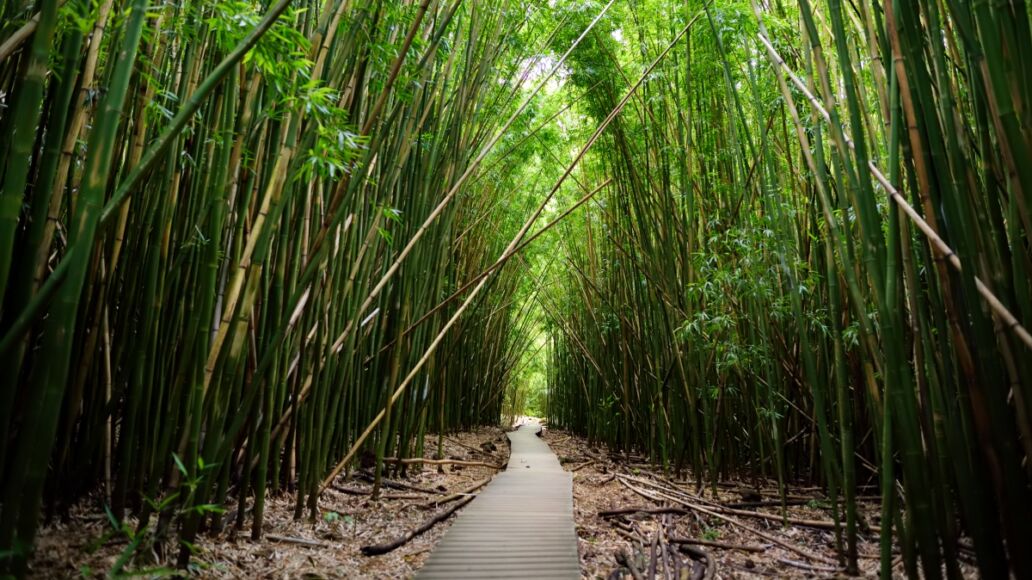 Path through dense bamboo forest, leading to famous Waimoku Falls. Popular Pipiwai trail in Haleakala National Park on Maui, Hawaii, USA