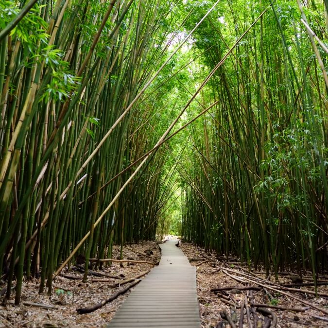 Path through dense bamboo forest, leading to famous Waimoku Falls. Popular Pipiwai trail in Haleakala National Park on Maui, Hawaii, USA