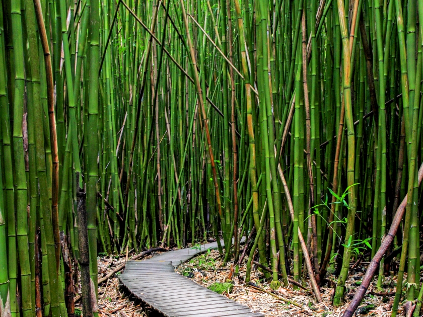 Bamboo Forest along Pipiwai Trail in Maui which can be found near the Road to Hana, Hawaii