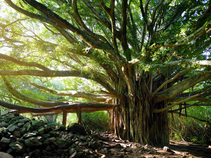 Branches and hanging roots of giant banyan tree growing on famous Pipiwai trail on Maui, Hawaii, USA