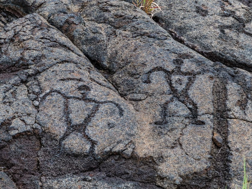 Petroglyphs in lava rock at Pu'uloa along Chain of Craters road, in volcano National Park on the island of Hawaii. Carvings are 400-700 years old.