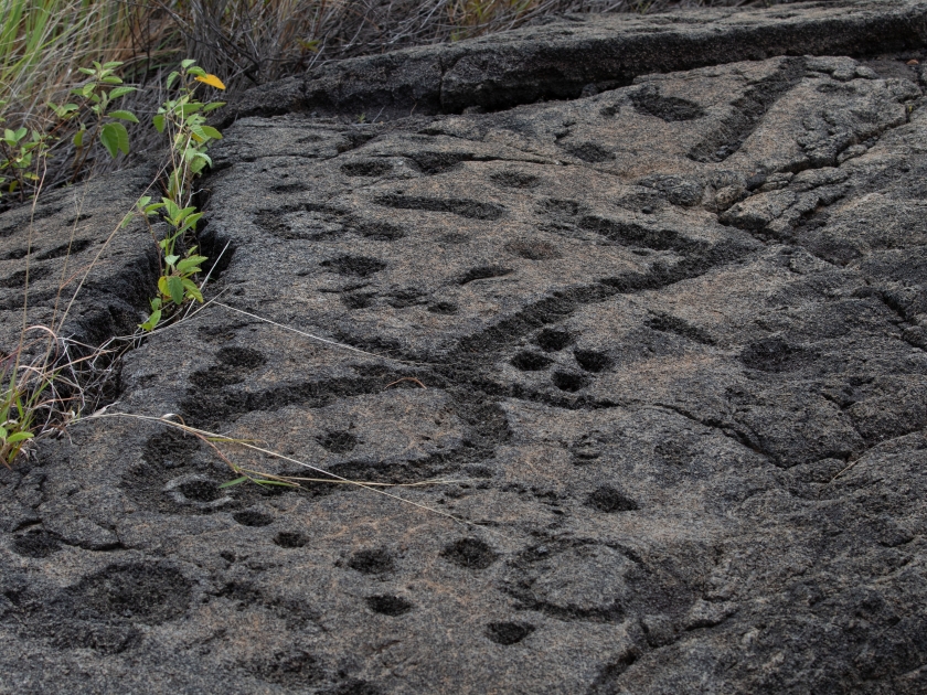 Petroglyphs in lava rock at Pu'uloa along Chain of Craters road, in volcano National Park on the island of Hawaii. Carvings are 400-700 years old.