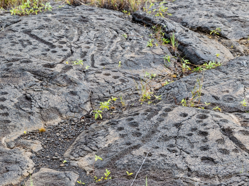 Petroglyphs in lava rock at Pu'uloa along Chain of Craters road, in volcano National Park on the island of Hawaii. Carvings are 400-700 years old.