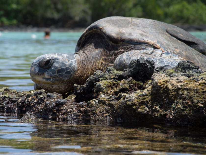 Hawaiian green turtle resting on shore-Richardson Ocean Park, Hilo, Hawaii