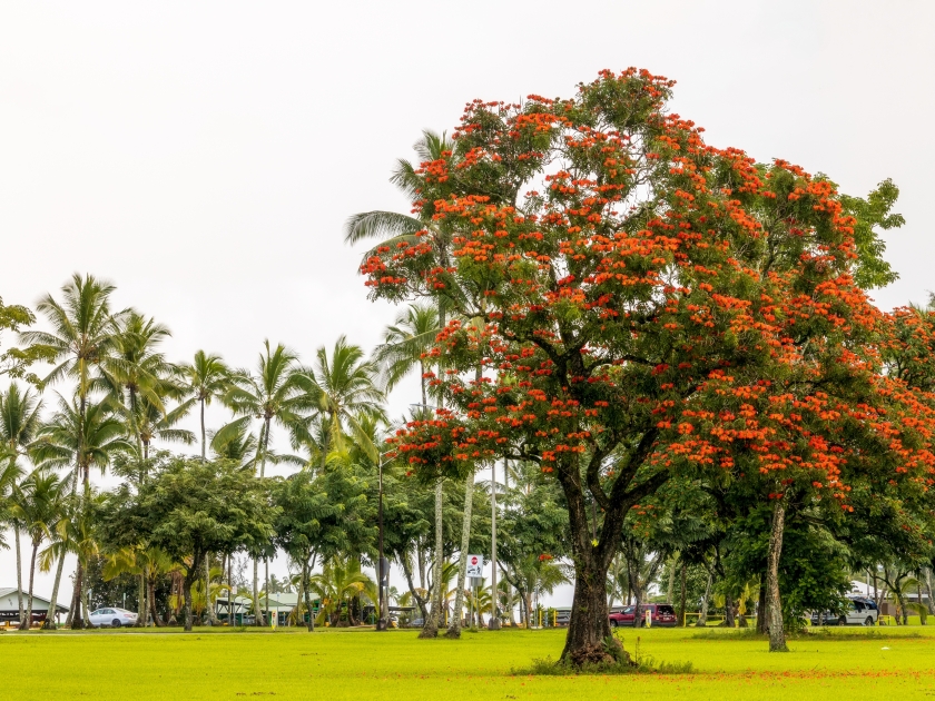 Spathodea campanulata, commonly known as the African tulip tree with red flowers growing in the Wailoa River State Recreation Area, Hilo, Hawaii