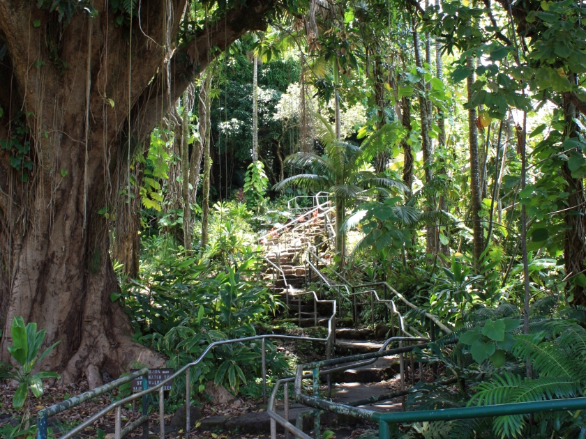 A cement stair trail passing by a banyan tree, ferns and lush vegetation at Wailuku River State Park, Hilo, Hawaii