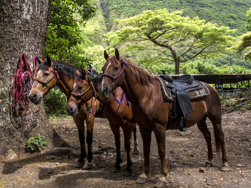 Horseback Riding in the Lush Green Waipio Valley of Hawaii