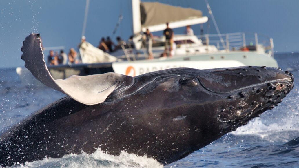 Action packed humpback whale breaching near and in front of a whale watch boat.