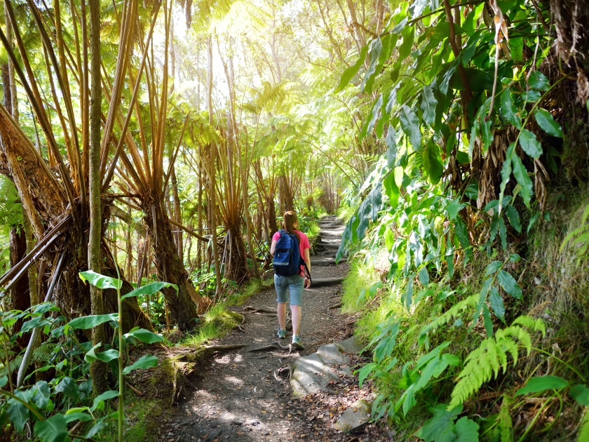 Tourist hiking on Kilauea Iki trail in Volcanoes National Park in Big Island of Hawaii. Trail leads through lush rain forest along the rim of Kilauea Iki and down to its still-steaming crater floor.