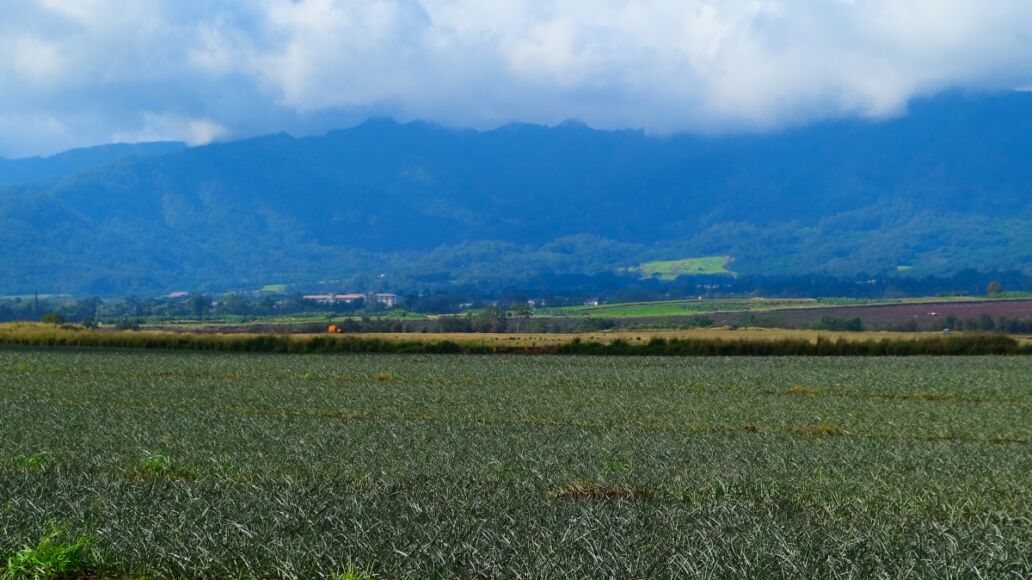 Pineapple field in central Oahu, Hawaii. Rows and rows of pineapples growing on the Wahiawa plains on Oahu with the Waianae mountains in the background