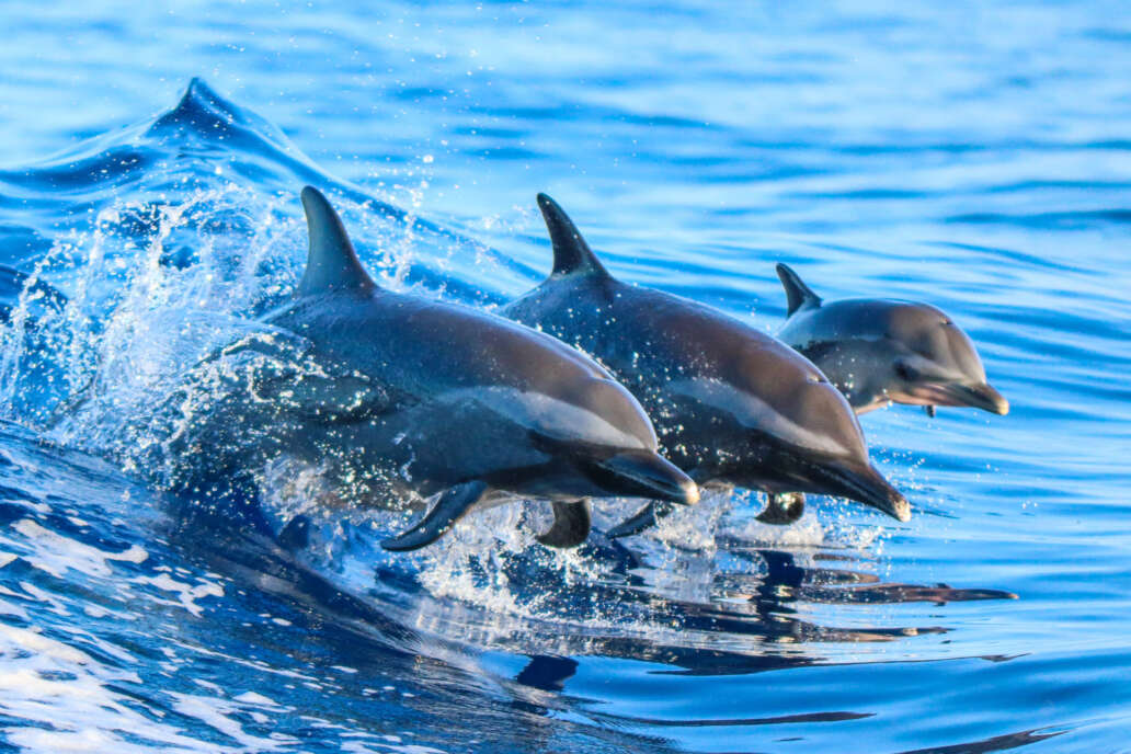 See dolphins and other marine life on this private boat charter