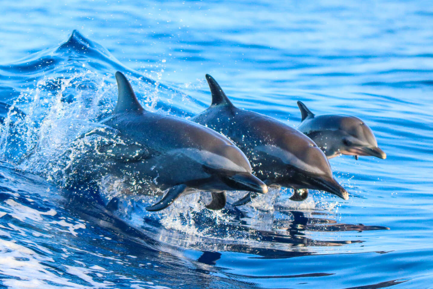 The Significance of Dolphins in Hawaiian Culture - Hawaii Travel Guide