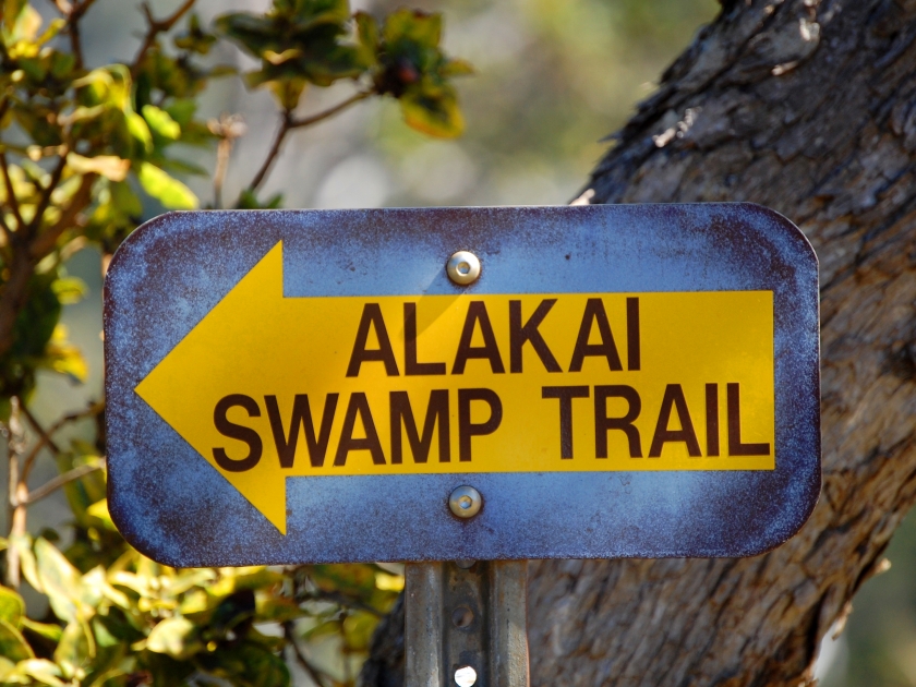 Metal sign with yellow arrow points the direction of the Alakali Swamp Trail in the Na Pali Kona Forest Preserve, on the Island of Kauai.