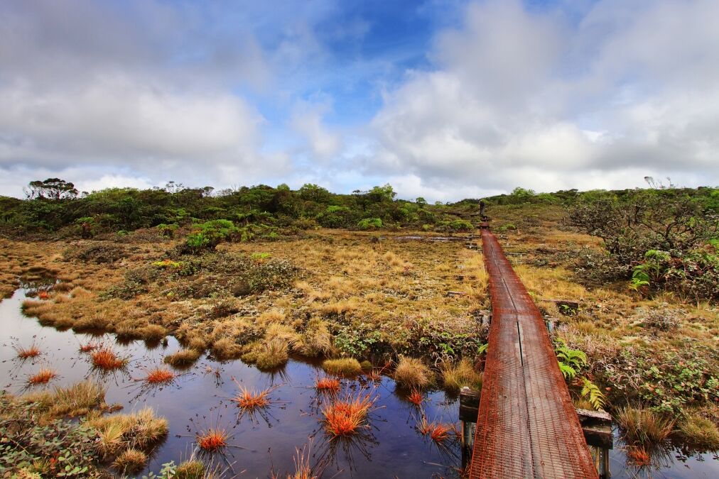 Alakai swamp trail in Kauai island, Hawaii