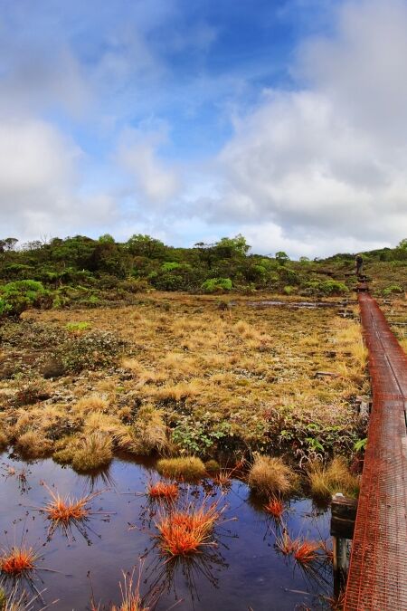 Alakai swamp trail in Kauai island, Hawaii