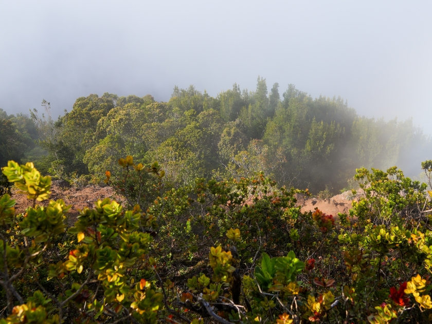 Tropical forest seen on the Alakai Swamp trail, one of the wettest places on Earth, in the Koke'e State Park on Kauai island, Hawaii