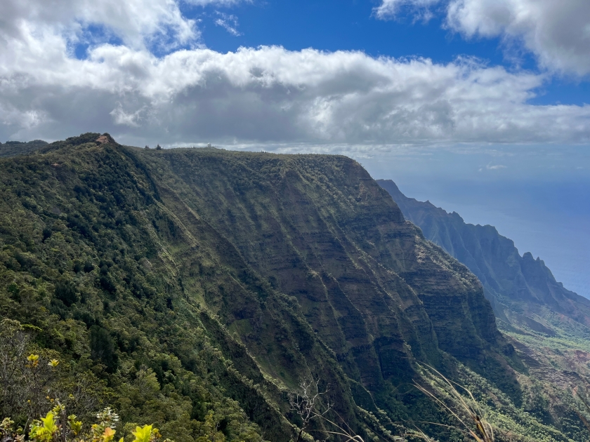 Alakai Swamp Trail near Napoli Coast in Kauai, HI