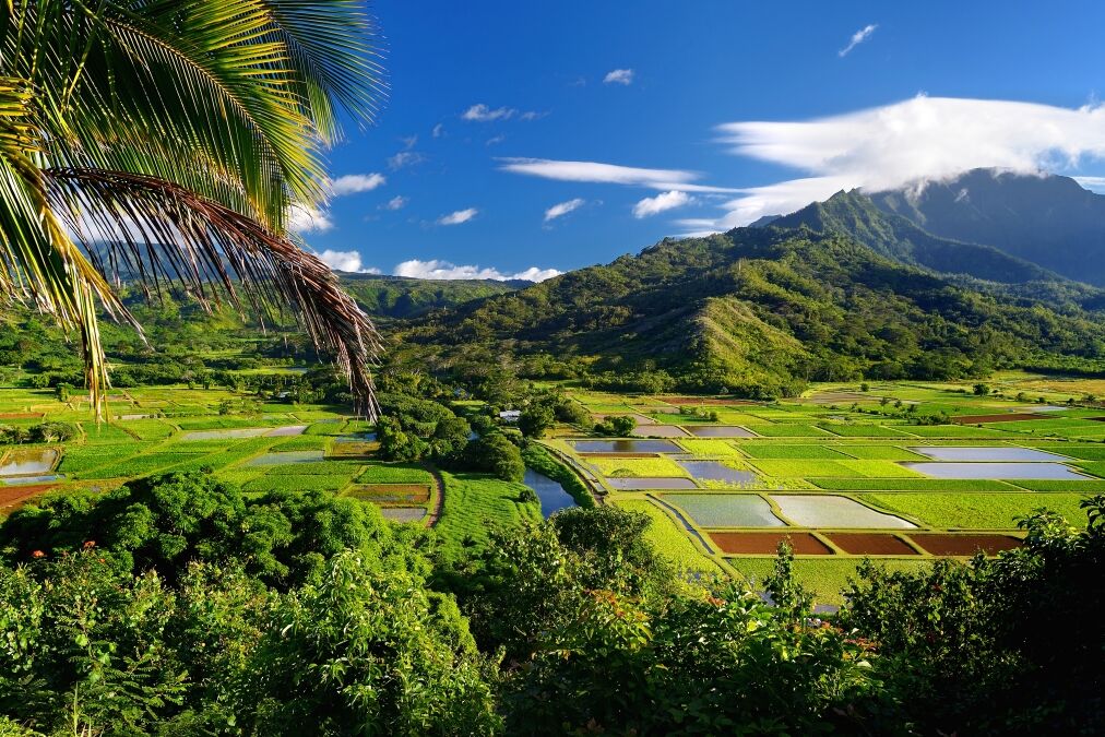 Taro fields in beautiful Hanalei Valley on Kauai island, Hawaii