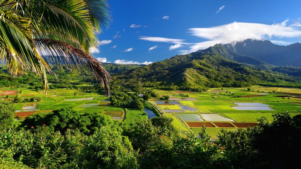 Taro fields in beautiful Hanalei Valley on Kauai island, Hawaii