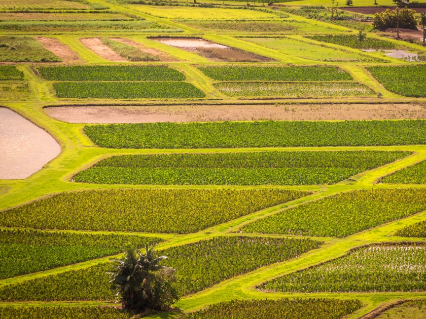 Hanalei Valley Taro Fields, Kauai,Hawaii. The Hanalei Valley is comprised of many agricultural parcels, each divided into many paddy fields farmed by growers like the Koga family.