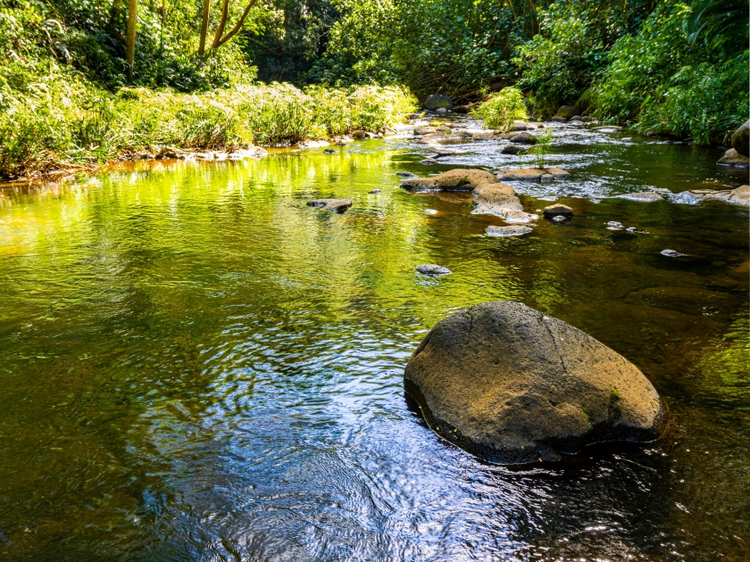 Reflection of Tropical Forest on Ho'opi'i Stream , Kapa'a, Kauai, Hawaii, USA