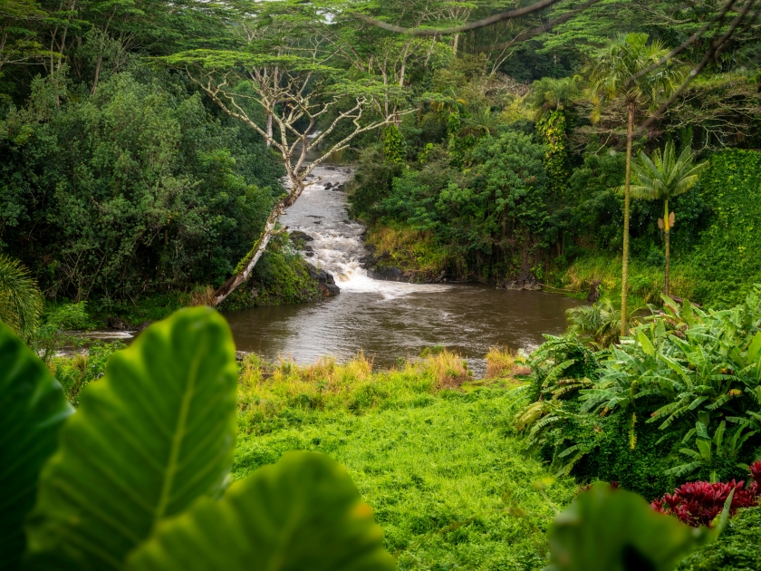 The Wailua River fed continuously from rainfall and the swamps at the top of Mount Waialeale. The tranquil Wailua River weaves by waterfalls and lush, jungle landscapes along the island's east side.