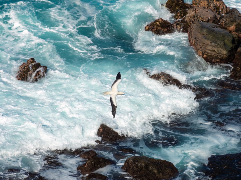 Red-footed booby (Sula sula) is a large seabird of the booby family, Sulidae. Kīlauea Point National Wildlife Refuge, Kauaʻi, Hawaiʻi, USA