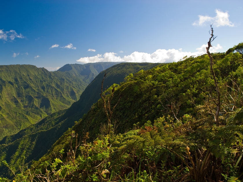 View of the landscape in Kokee State Park on the island of Kauai, Hawaii.