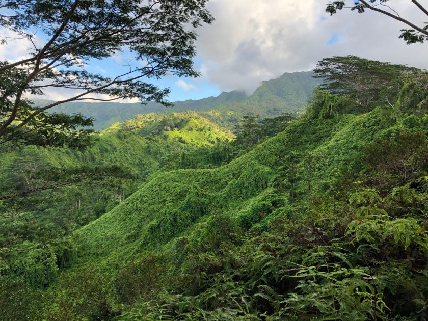 Jungle view from the Kuilau Trail hike along the ridge on Kauai Hawaii