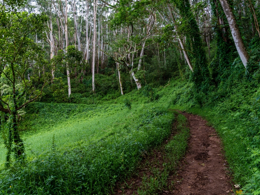 The Kuilau Ridge hiking trail through a protected tropical forest on the Hawaiian Island of Kauai, above the town of Wailua