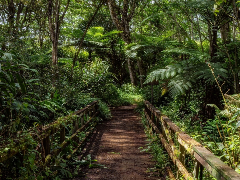 A wooden bridge over a small stream in a tropical forest on the Kuilau Ridge Trail, Kauai, Hawaii, above the town of Wailua