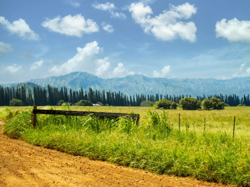 Dirt road in the countryside with blue sky white clouds and green grass with trees and mountains in background. Huleia National Wildlife Refuge, Kauai, Hawaii