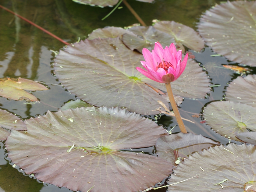 water lilly flower in Limahuli gardens, Kauai island