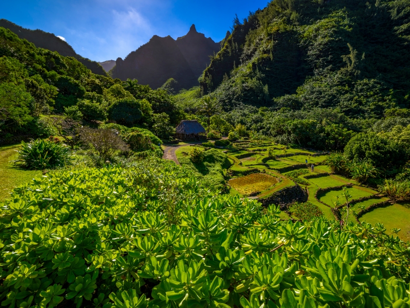 Classic tropical Hawaiian scenery at Limahuli Garden on the island of Kauai, Hawaii.