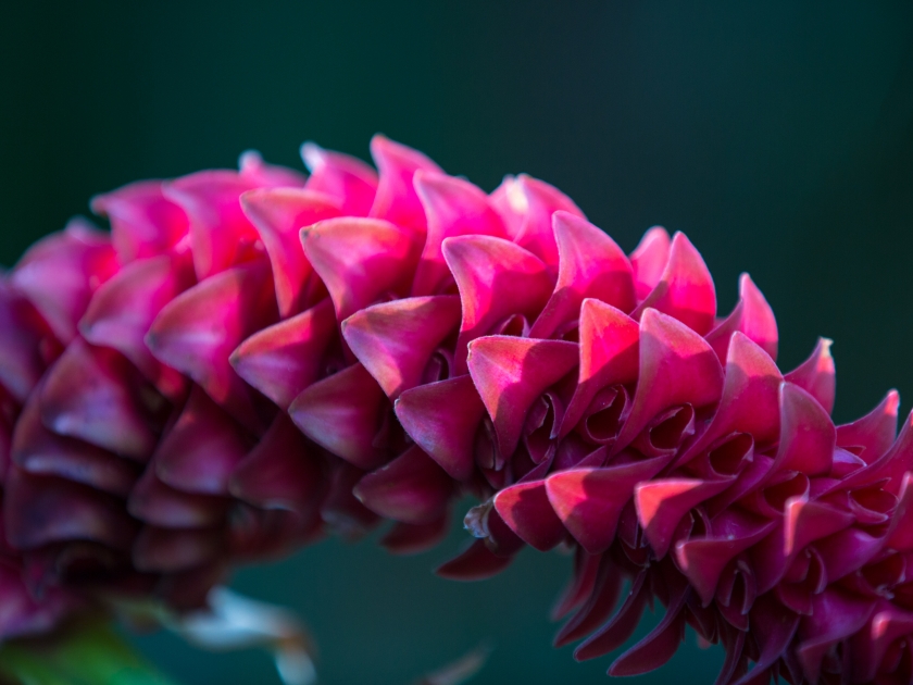 Flower in McBryde Garden, Kauai