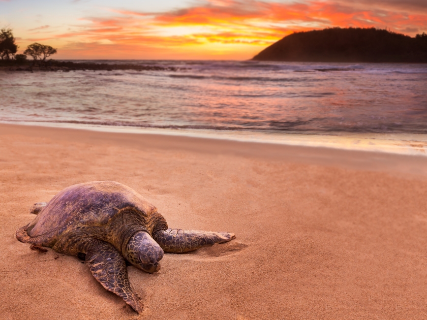 Beached green sea turtle on sand at Moloa'a Beach on east coast of Kauai in Hawaii