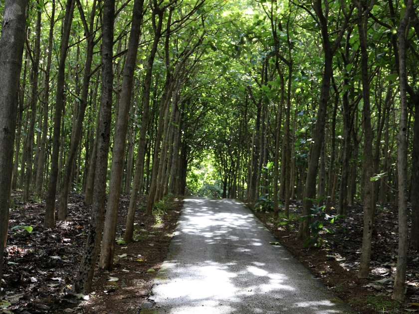 A tree tunnel alongside a paved path in Na Aina Kai Botanical Gardens in Kauai, Hawaii, USA