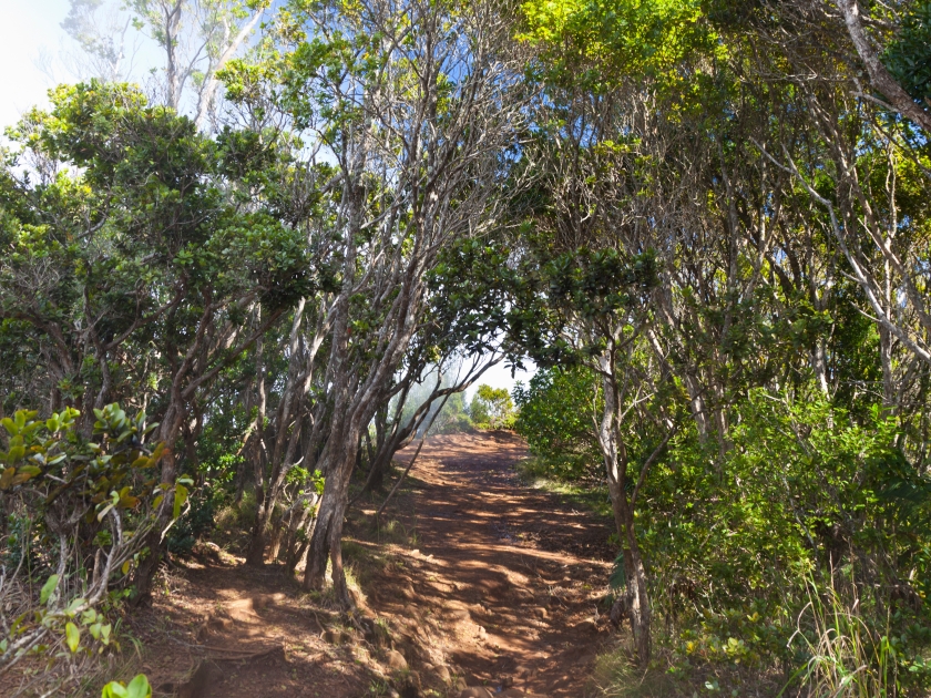 The famous Pihea Trail running alongside Kalalau Valley in Kauai, Hawaii.