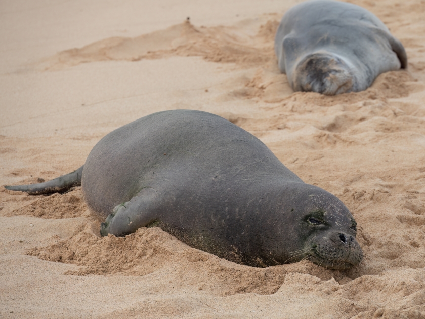 Closeup of a Hawaiian monk seal (Neomonachus schauinslandi) resting on the sands of Poipu beach, Kauai, Hawaii, USA