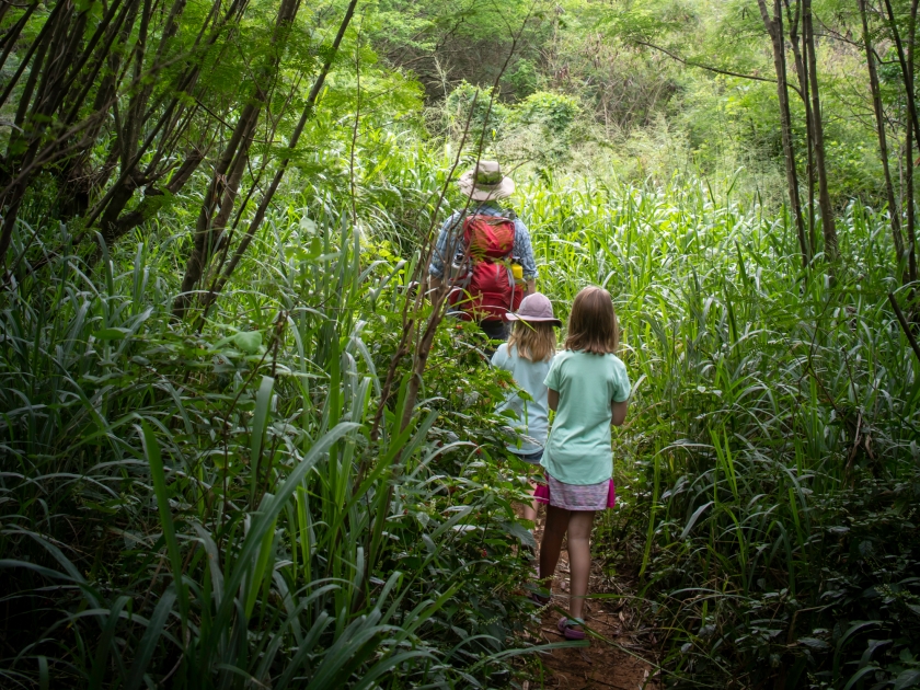 A dad and his daughters hike in the lush tropical jungle near Shipwreck Beach in Kauai.