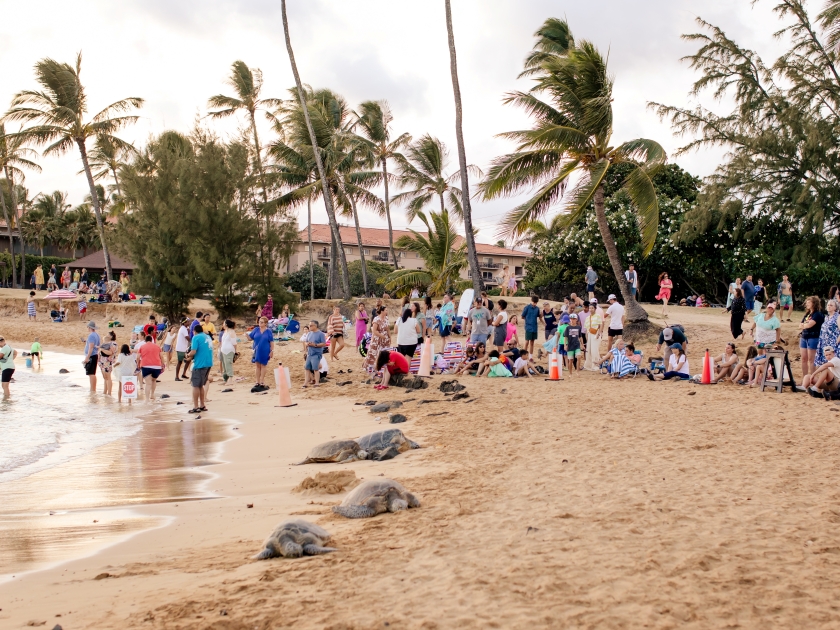 Poipu, Kauai US - July 28, 2024: crowd of tourists surrounding turtles resting at Poipu Beach, Kauai, at sunset. Tourists at Poipu Beach looking at turtles